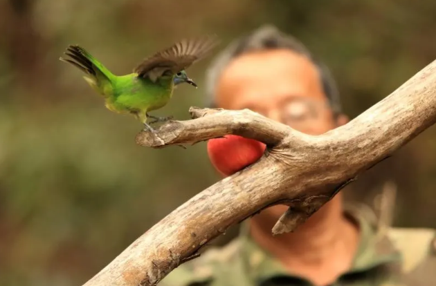 “流浪”橙腹叶鹎成农家“座上客”
