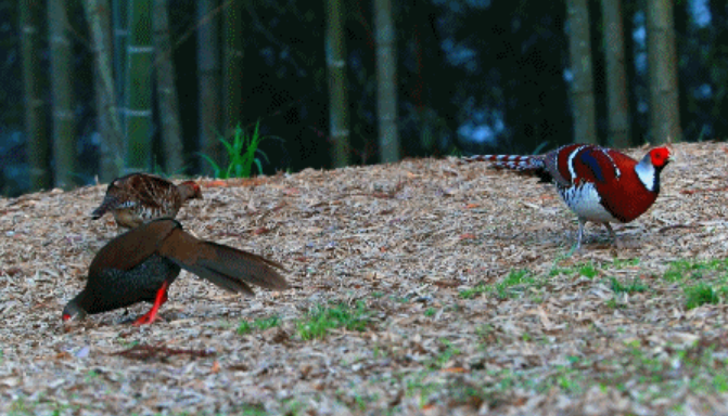 罕见！福建明溪观测到白颈长尾雉和白鹇同觅食