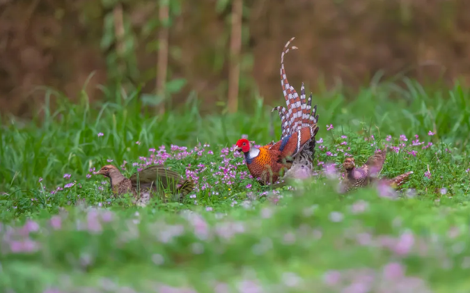 花海逐春，新华社记者镜头中的白颈长尾雉